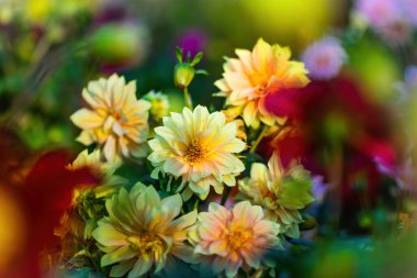 Bahçedeki sarı yıldız çiçekleri Bulanık bir grupta