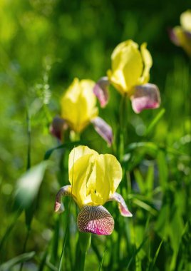 Açık havada, arka planda, bir yaz gününde açan sarı göz..