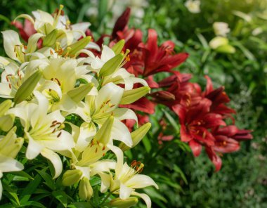 Yaz bahçesinde sarı zambak çiçekleri