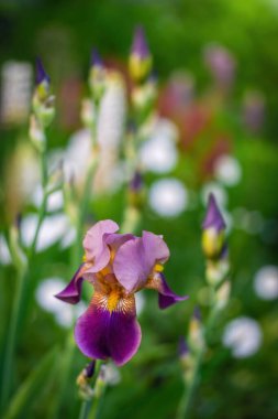 Açık havada, arka planda bir yaz gününde çiçek açan menekşe zambağı..