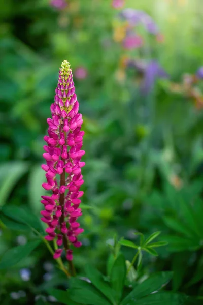 Bulanık Arkaplanda Lupin Çiçeği — Stok fotoğraf