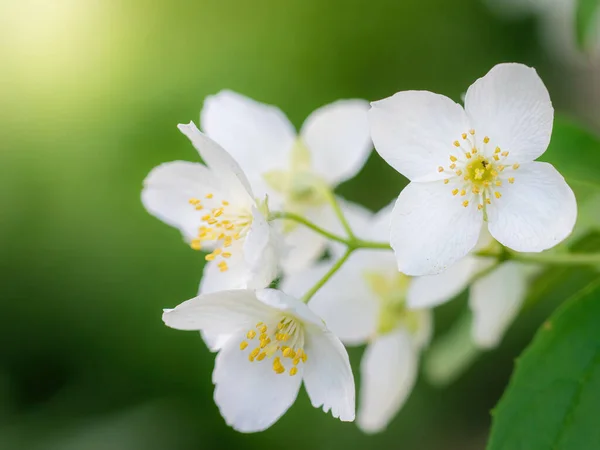 Twig White Jasmine Flower Close Spring Blur Background — Stock Photo, Image