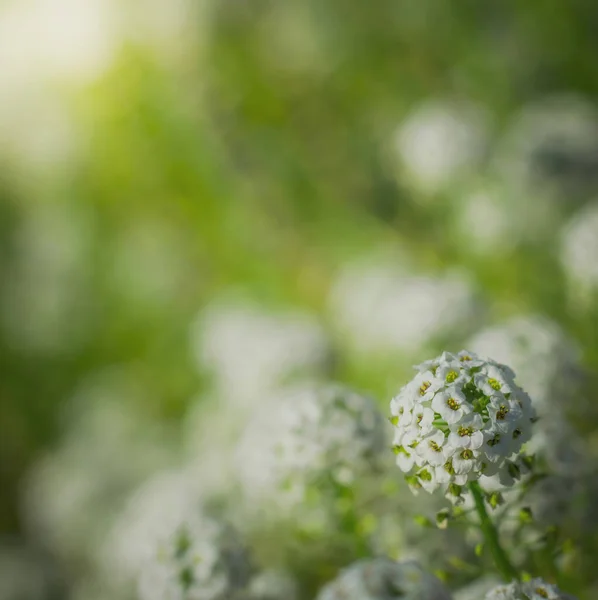 Koberec Malých Bílých Voňavých Květin Alyssum — Stock fotografie