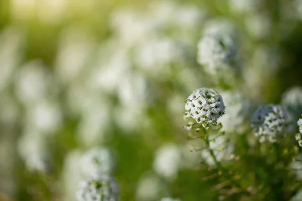 Carpet Small White Fragrant Flowers Alyssum — Stock Photo, Image