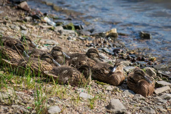 Wild Ducks Summer Sunny Day River — Stock Photo, Image