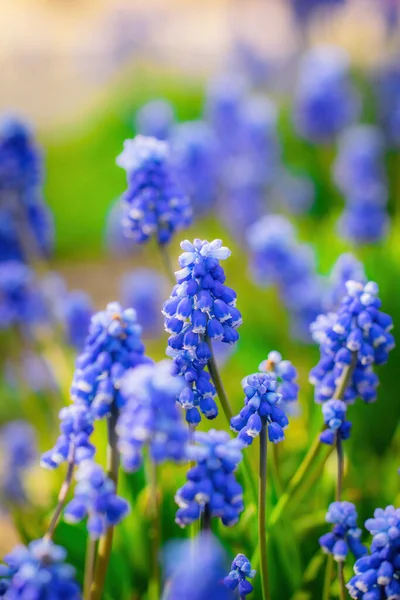Güzel Bahar Çiçeği Mavi Muscari Bahçede Yakın Plan — Stok fotoğraf