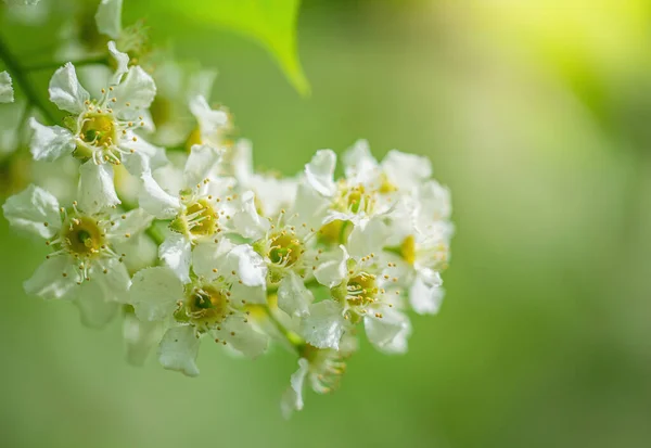 Ramo Ciliegio Uccello Fiorito Fiori Bianchi Una Giornata Sole Primaverile — Foto Stock