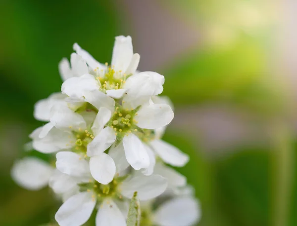 Ramo Albero Con Fiori Bianchi Primo Piano Primavera Una Giornata — Foto Stock