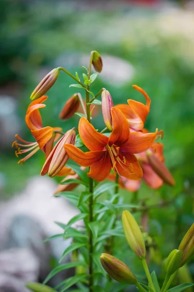 Flori Frumoase Crini Portocalii Grădină — Fotografie, imagine de stoc
