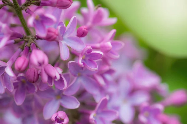 Branch Blossoming Lilac Sunny Day Close Blurred Background — Stock Photo, Image