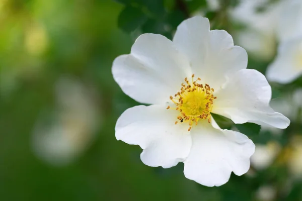 White Rose Flower Close Green Blurred Background — Stock Photo, Image