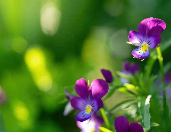 Purple Violet Flowers Close Sunny Day Outdoors Stock Picture