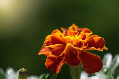 Güneşli bir günde yağmurdan sonra damlalarda kadife çiçeği