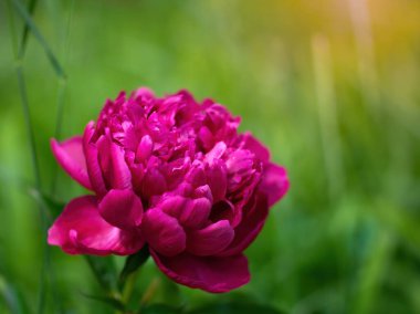 Pembe şakayık çiçeği bir yaz gününde batan güneşin ışınlarına karşı.