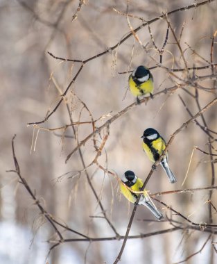 Bir kış günü ağaç dalında oturan Titmouse..