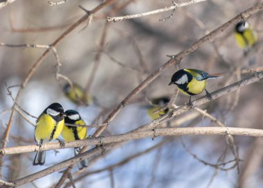 Bir kış günü ağaç dalında oturan Titmouse..