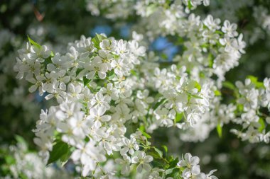 Çiçek açan bir elma ağacının dalları gökyüzüne karşı beyaz çiçekler içinde