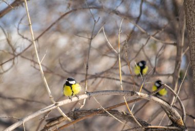 Bir kış günü ağaç dalında oturan Titmouse..
