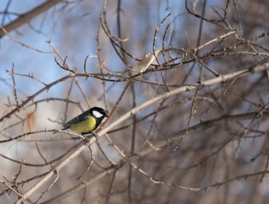 Bir kış günü ağaç dalında oturan Titmouse..