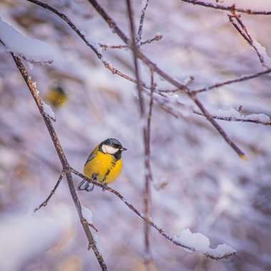 Karlı bir kış gününde ağaç dalında oturan meme faresi..