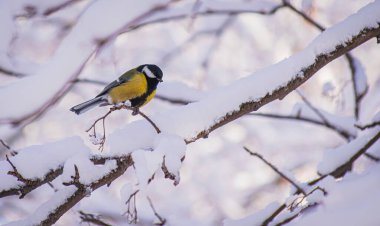 Karlı bir kış gününde ağaç dalında oturan meme faresi..
