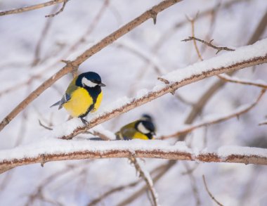 Karlı bir kış gününde ağaç dalında oturan meme faresi..