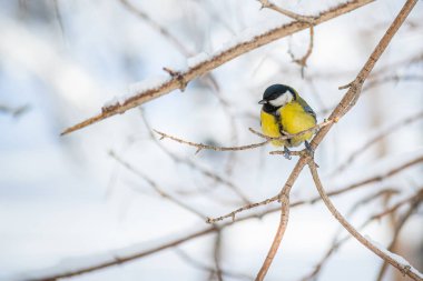 Karlı bir kış gününde ağaç dalında oturan meme faresi..