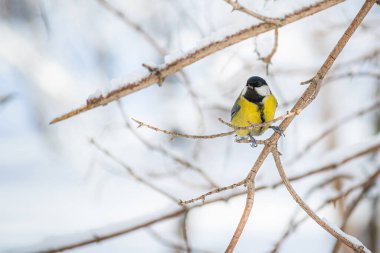 Karlı bir kış gününde ağaç dalında oturan meme faresi..