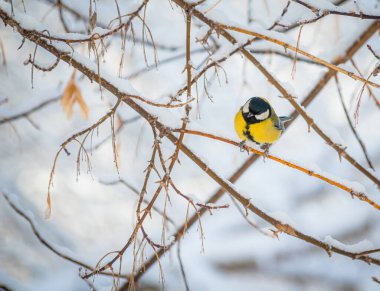 Karlı bir kış gününde ağaç dalında oturan meme faresi..