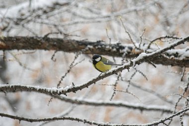 Karlı bir kış gününde ağaç dalında oturan meme faresi..