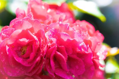 Güneşli bir günde yağmurdan sonra damlalar halinde gül çiçeği