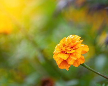 Bulanık arka planda yağmurdan sonra kadife çiçekleri.