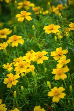 Bulanık arkaplanda kadife çiçekleri.