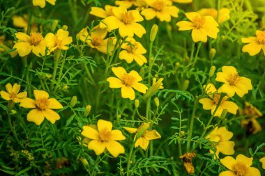 Bulanık arkaplanda kadife çiçekleri.