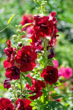 Bulanık bir arkaplanda güneşli bir günde mor mallow.;