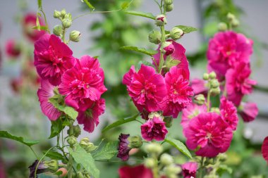 Bulanık bir arkaplanda güneşli bir günde mor mallow.;