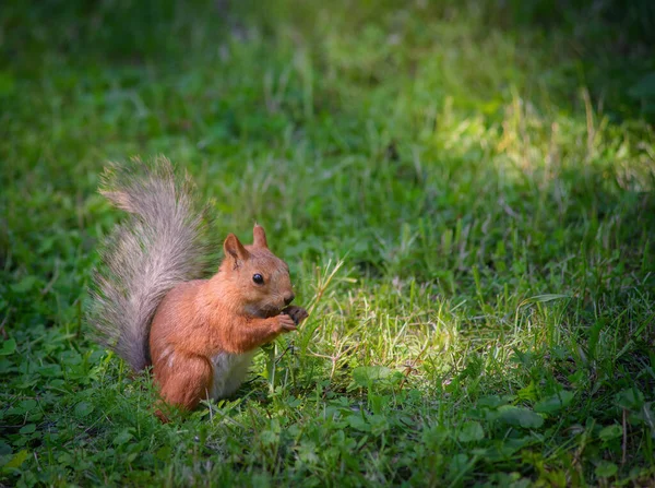 Ardilla Roja Sienta Hierba Parque Ciudad — Foto de Stock