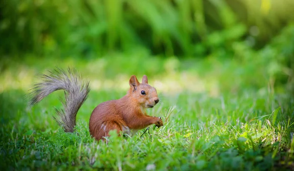 Red Squirrel Sits Grass City Park — Stock Photo, Image