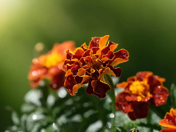 Flor Calêndula Gotas Após Chuva Dia Ensolarado — Fotografia de Stock