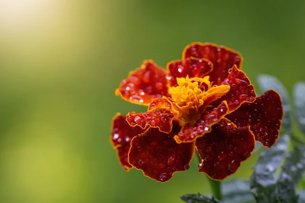 Flor Caléndula Gotas Después Lluvia Día Soleado — Foto de Stock