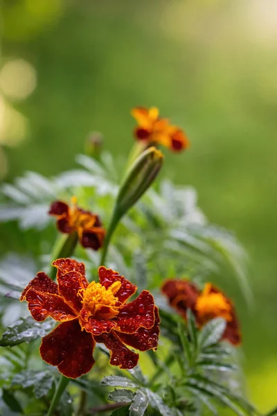 Flor Caléndula Gotas Después Lluvia Día Soleado — Foto de Stock