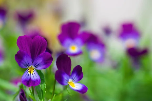 Flores Violetas Roxas Close Dia Ensolarado Livre — Fotografia de Stock