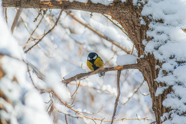 Titmouse Egy Havas Téli Napon Egy Faágon — Stock Fotó