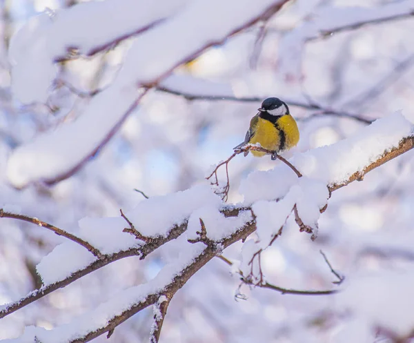 Titmouse Egy Havas Téli Napon Egy Faágon — Stock Fotó