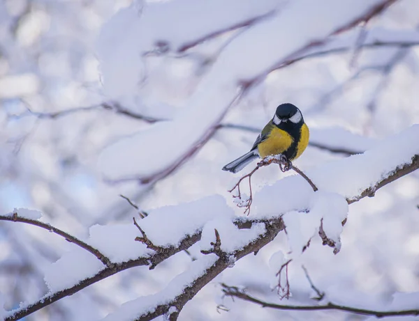 Titmouse Zasněženém Zimním Dni Sedí Větvi Stromu — Stock fotografie