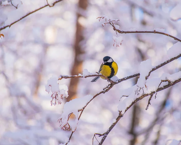 Titmouse Śnieżny Zimowy Dzień Siedzi Gałęzi Drzewa — Zdjęcie stockowe