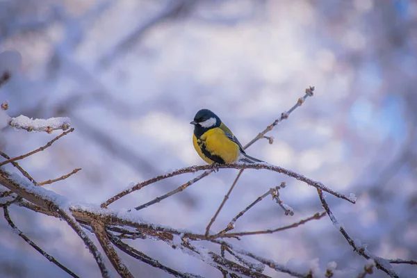 Titmouse Dia Inverno Nevado Sentado Galho Árvore — Fotografia de Stock