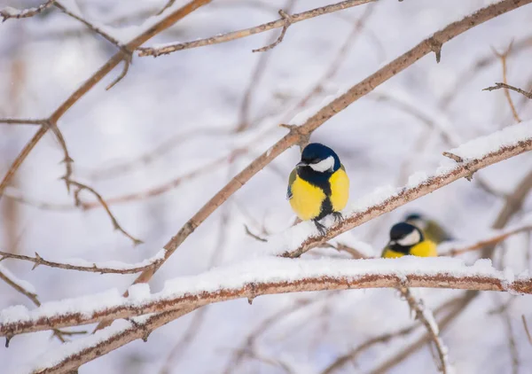 눈내리는 겨울날 나뭇가지에 마우스 — 스톡 사진