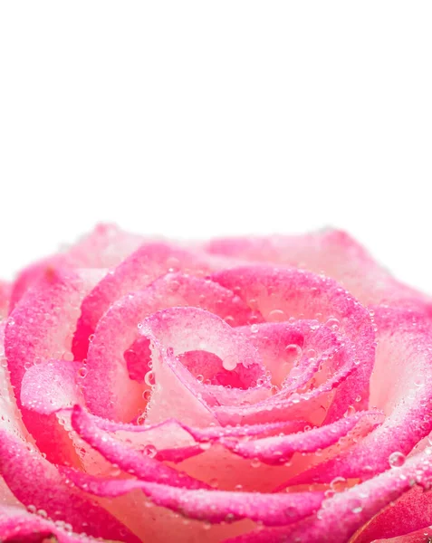 Pink Rose Flower Drops Rain Close Isolated White Background — Stock Photo, Image