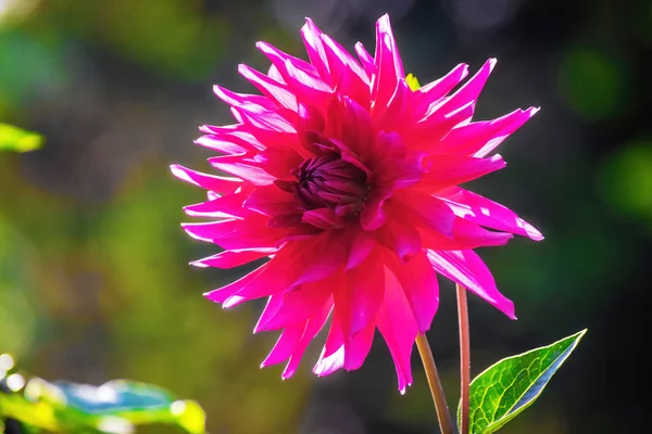 Fioritura Dalie Rosse Giardino Uno Sfondo Sfocato — Foto Stock